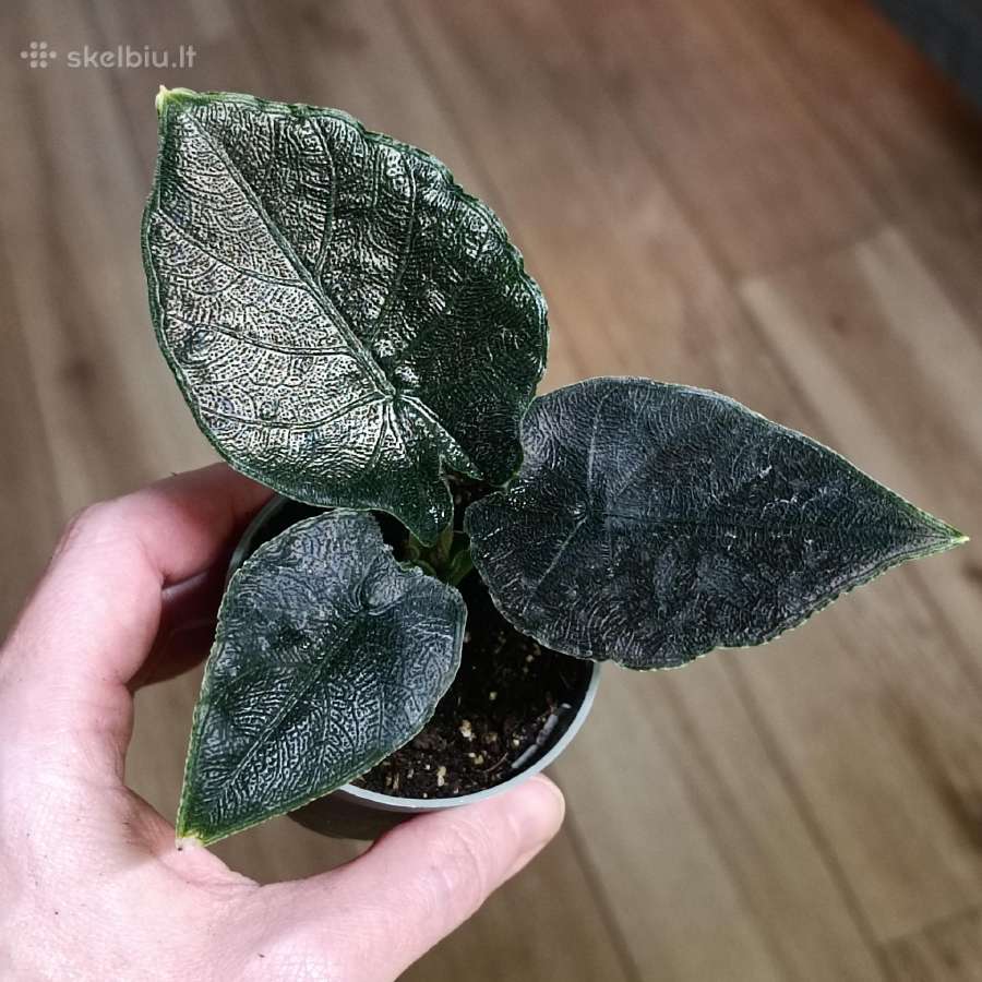 Alocasia Antoro Velvet