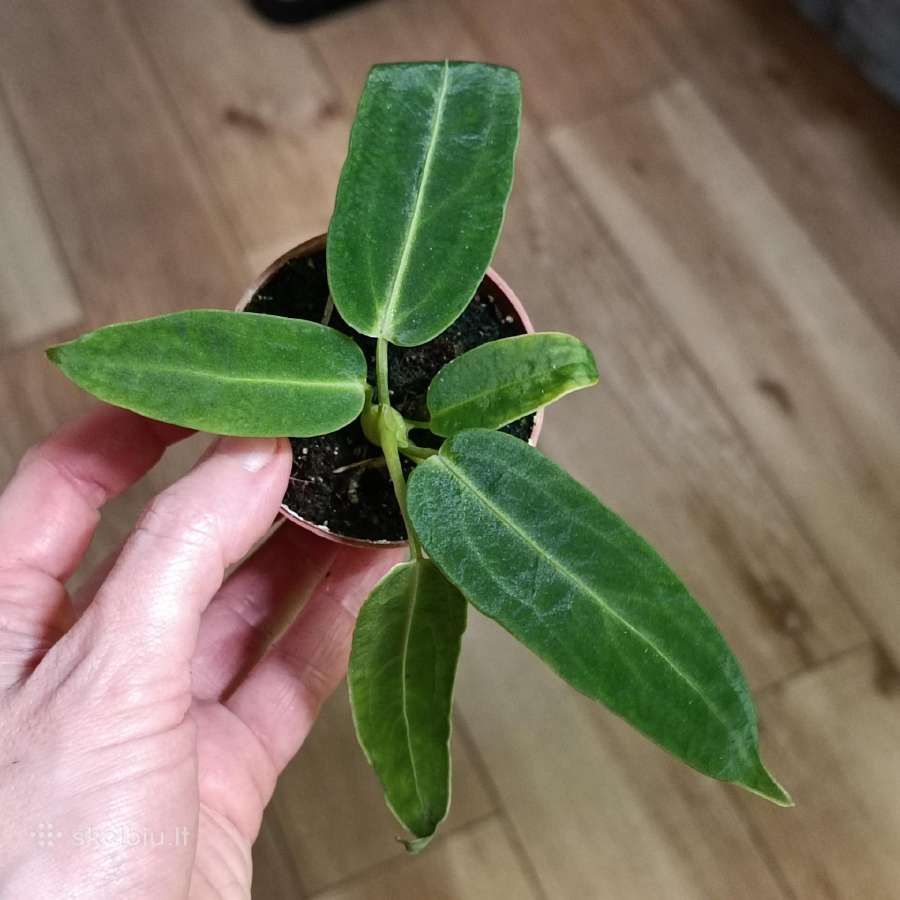 Anthurium Warocqueanum