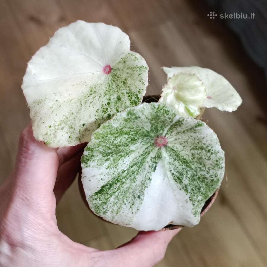 Begnia Rouge variegated