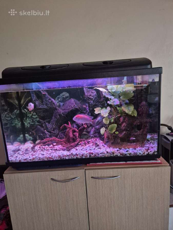 Akvariumas