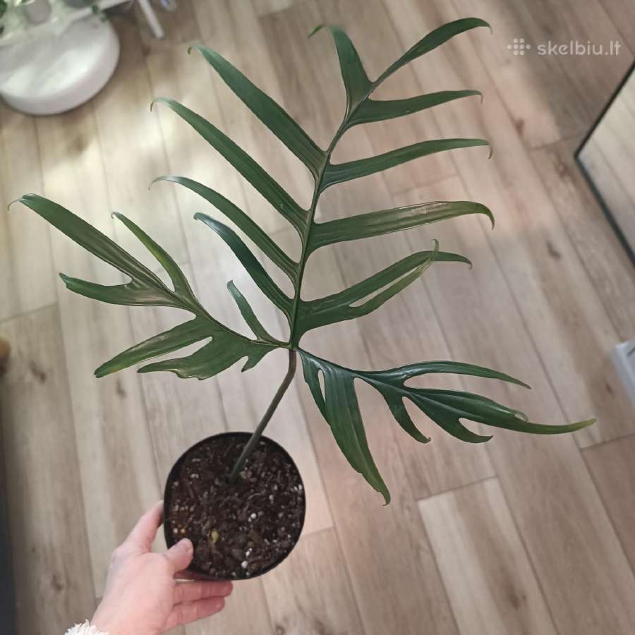 Philodendron Polypodioides