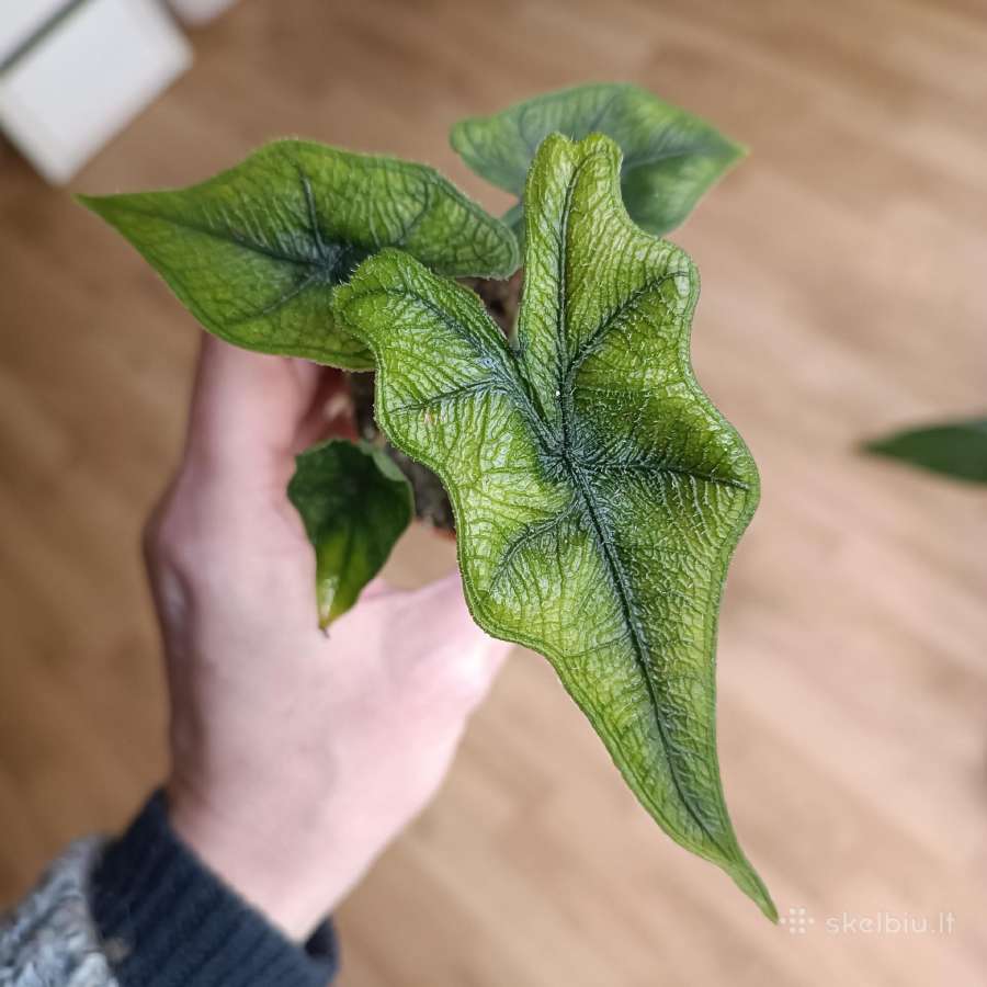 Alocasia Jacklyn