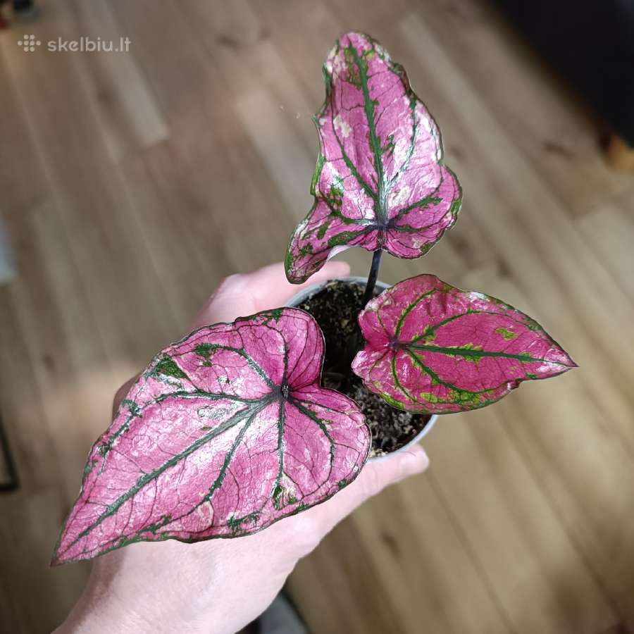 Caladium Purple light