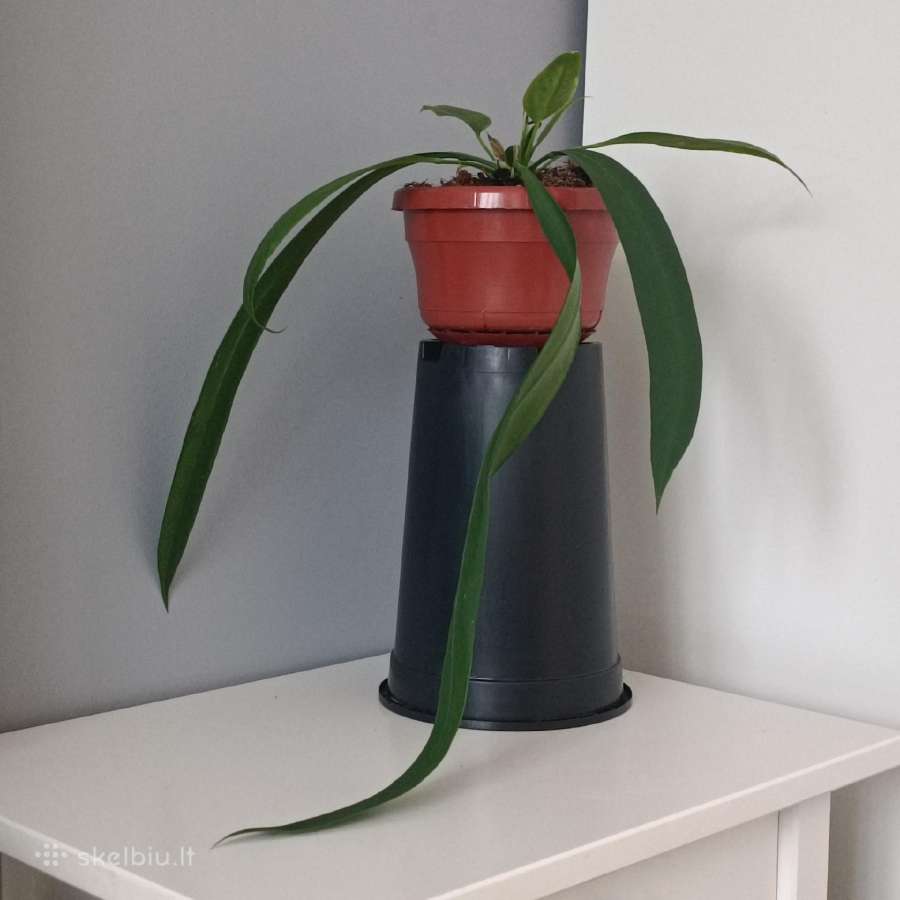 Anthurium Vittariifolium