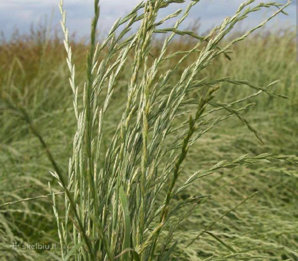 Svidrė, Eraičinsvidrė,t.eraičinas,r.eraičinas