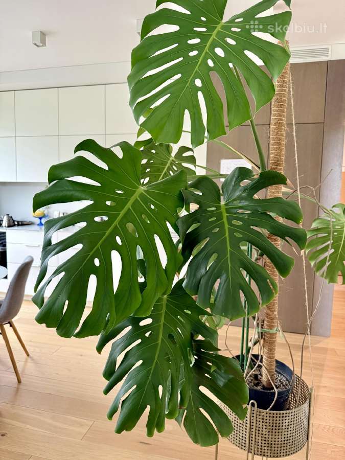 Didelė Monstera