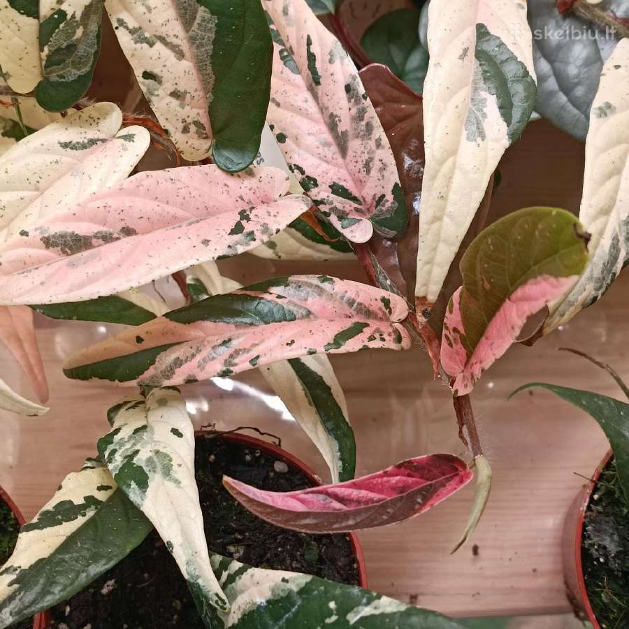 Ficus Sagittata pink variegated