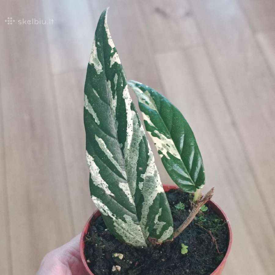 Ficus Sagittata pink variegated - nuotraukos Nr. 2