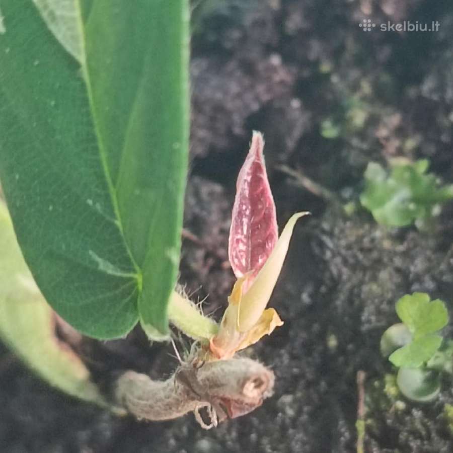 Ficus Sagittata pink variegated - nuotraukos Nr. 3