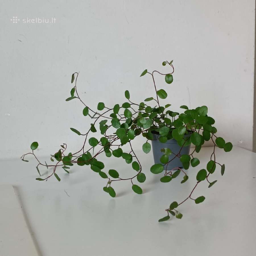 Muehlenbeckia Complexa