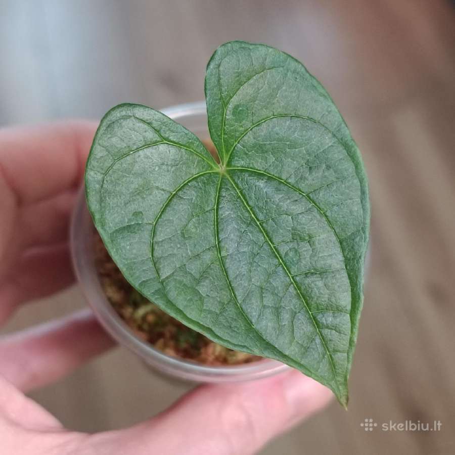 Dioscorea Bulbifera
