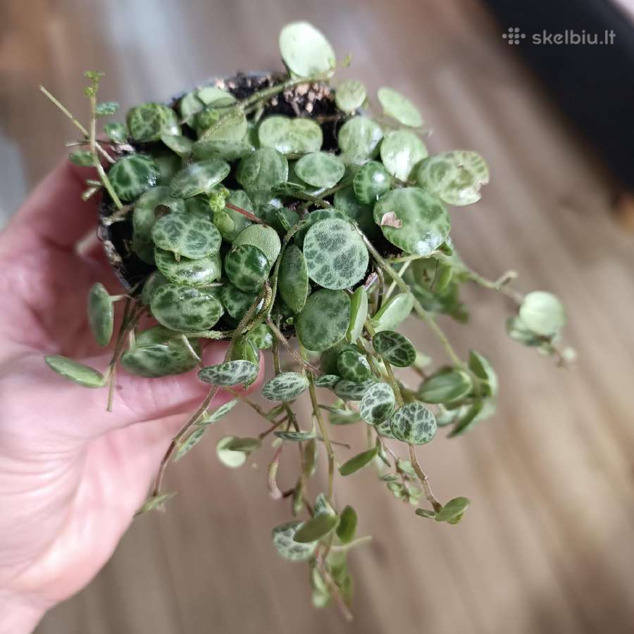 Peperomia Prostrata String of Turtles