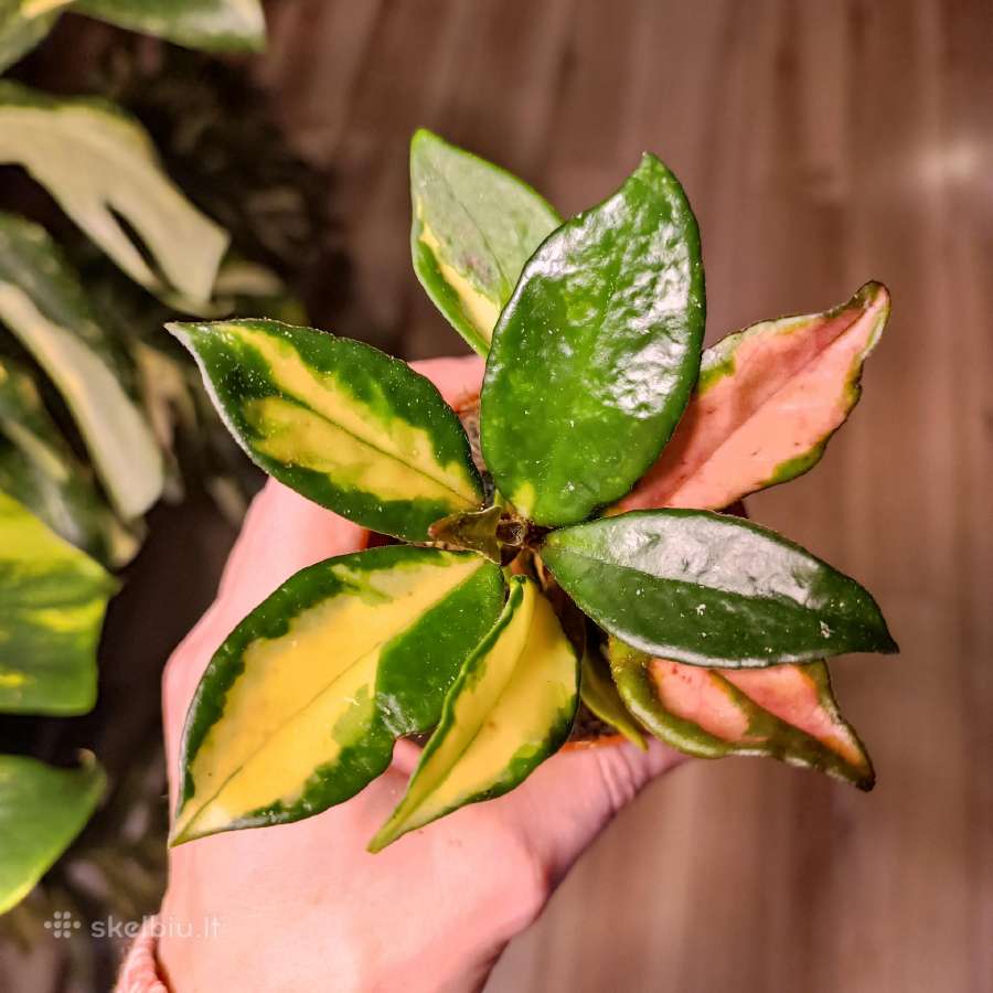 Hoya Carnosa Tricolor