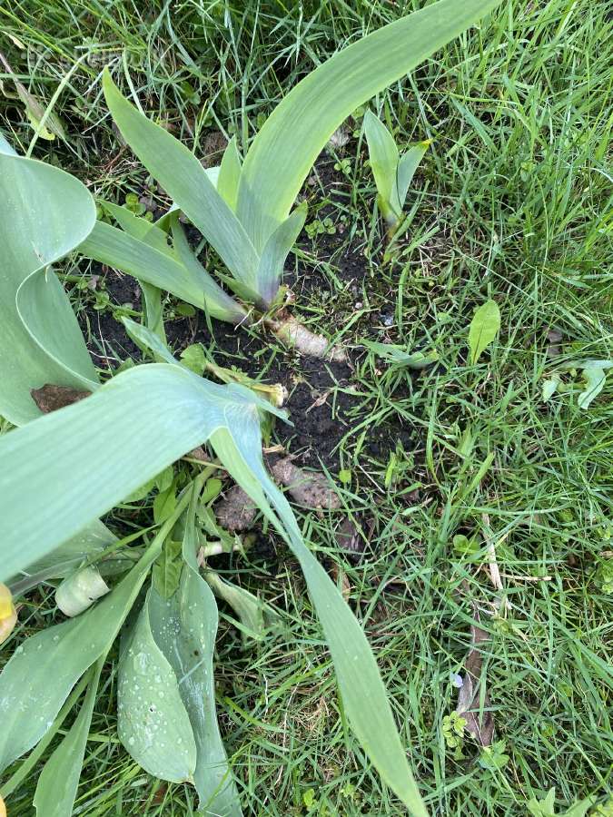 Vilkdalgiai dviejų spalvų - nuotraukos Nr. 2