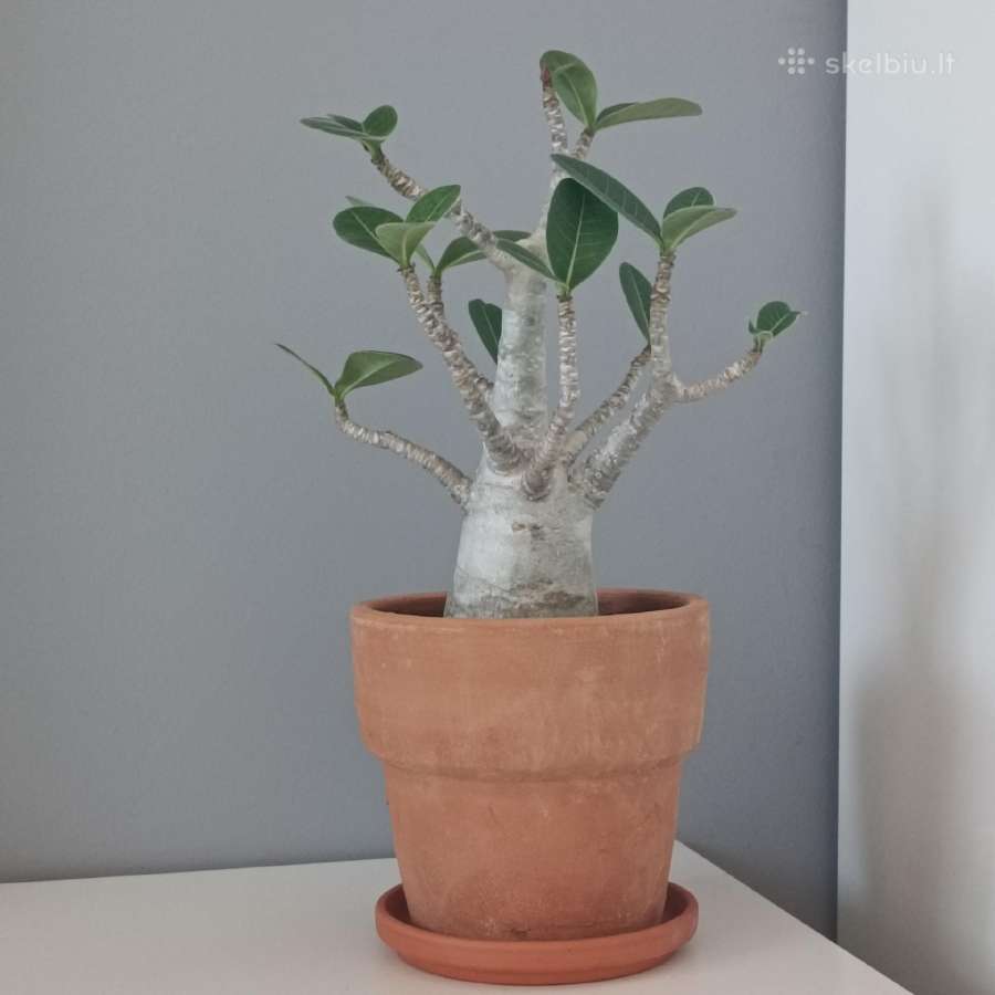 Adenium Arabicum