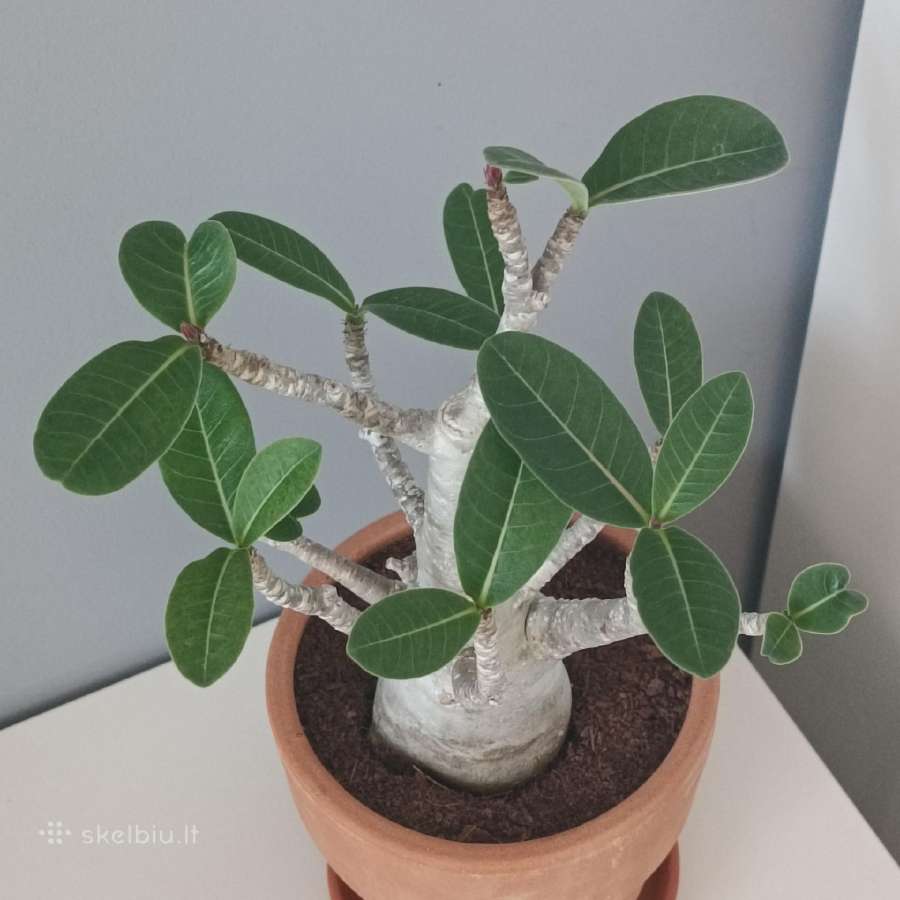 Adenium Arabicum - nuotraukos Nr. 2