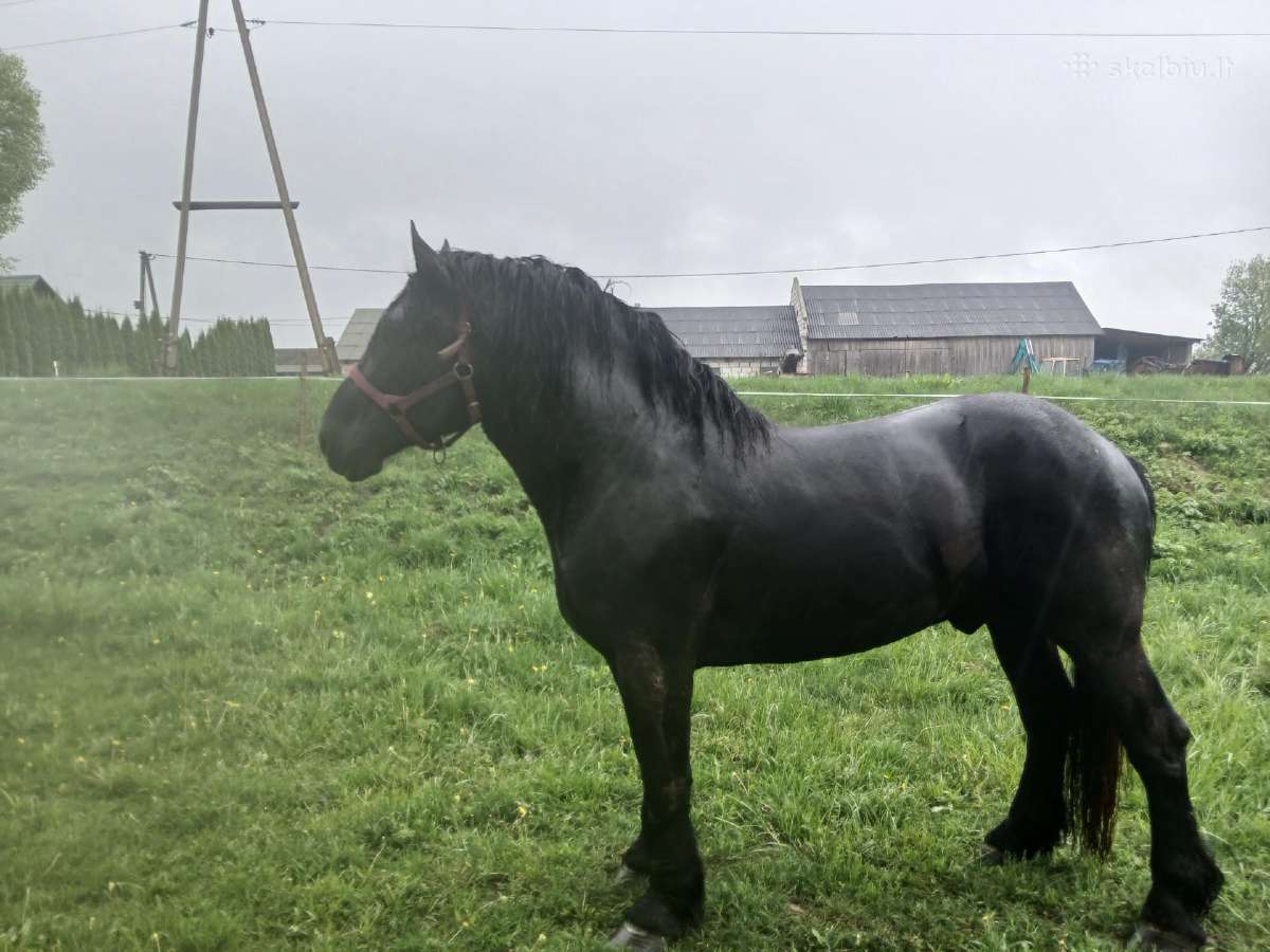 Percheron