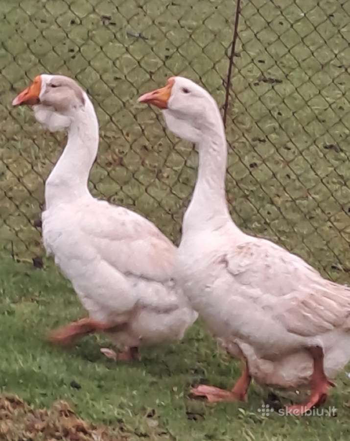 Parduodu Cholmogorų porelę