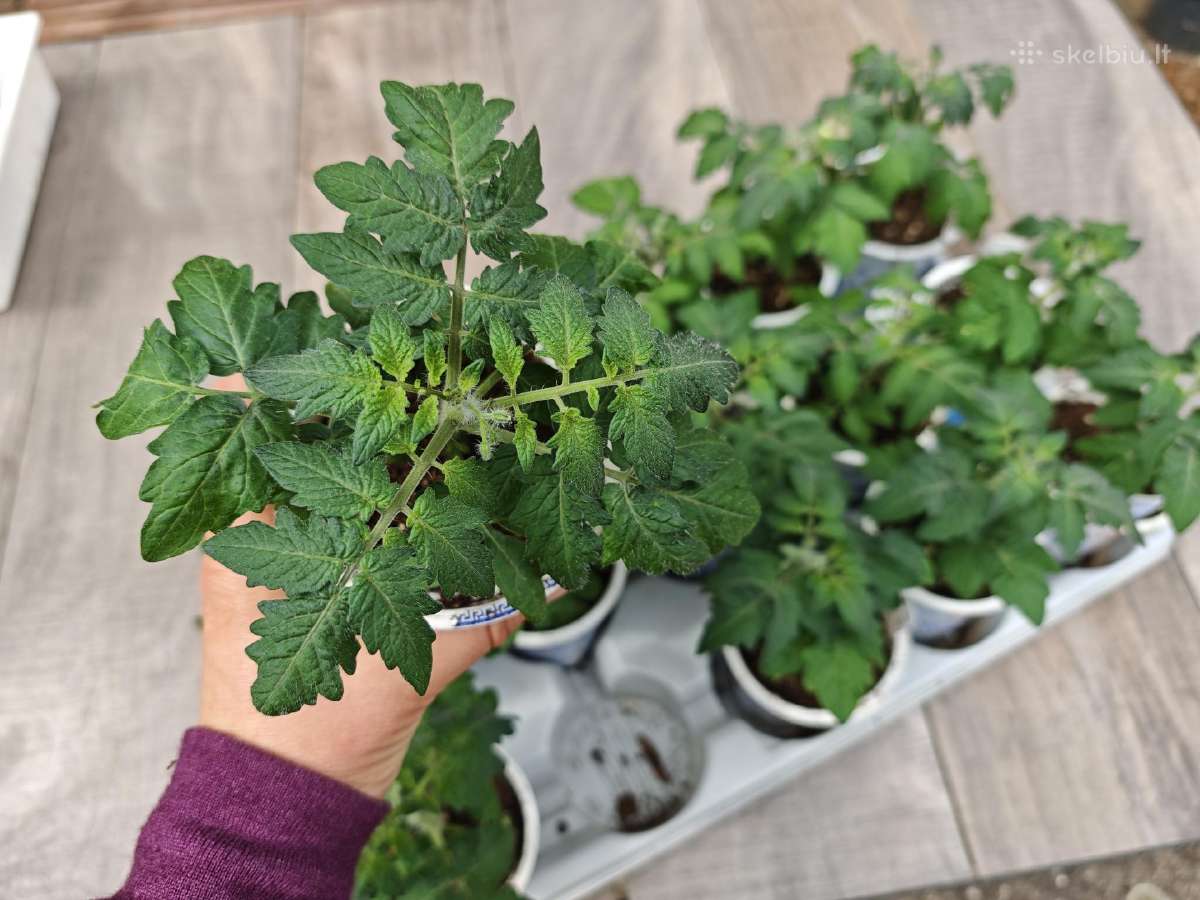 Nykštukiniai Cherry Pomidoriukai Vazonams