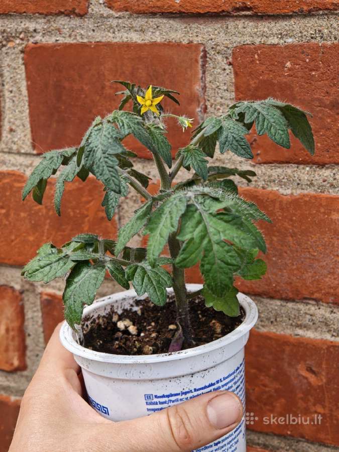 Nykštukiniai Cherry Pomidoriukai Vazonams - nuotraukos Nr. 2