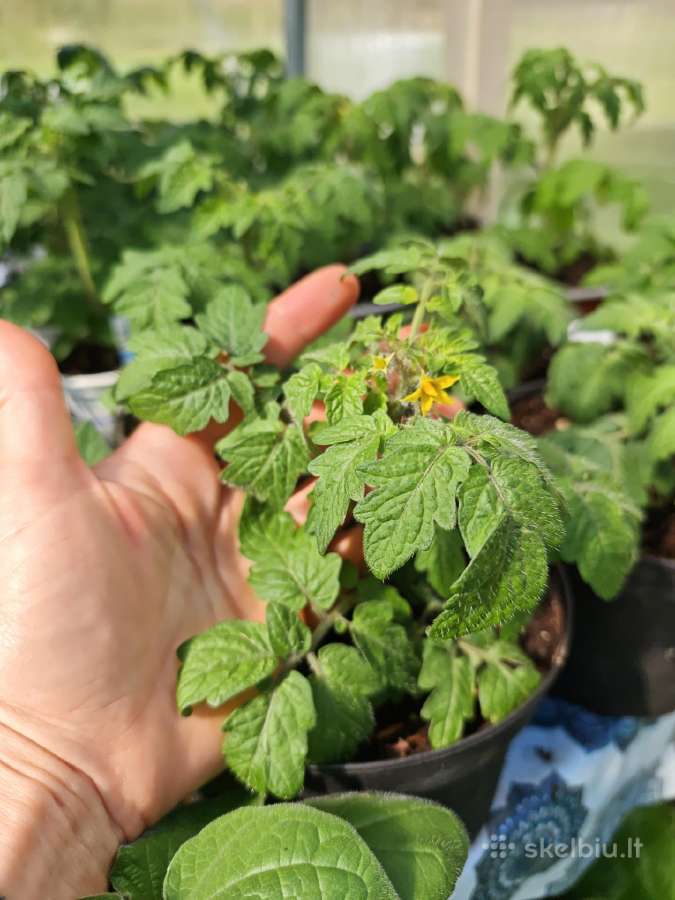 Nykštukiniai Cherry Pomidoriukai Vazonams - nuotraukos Nr. 3