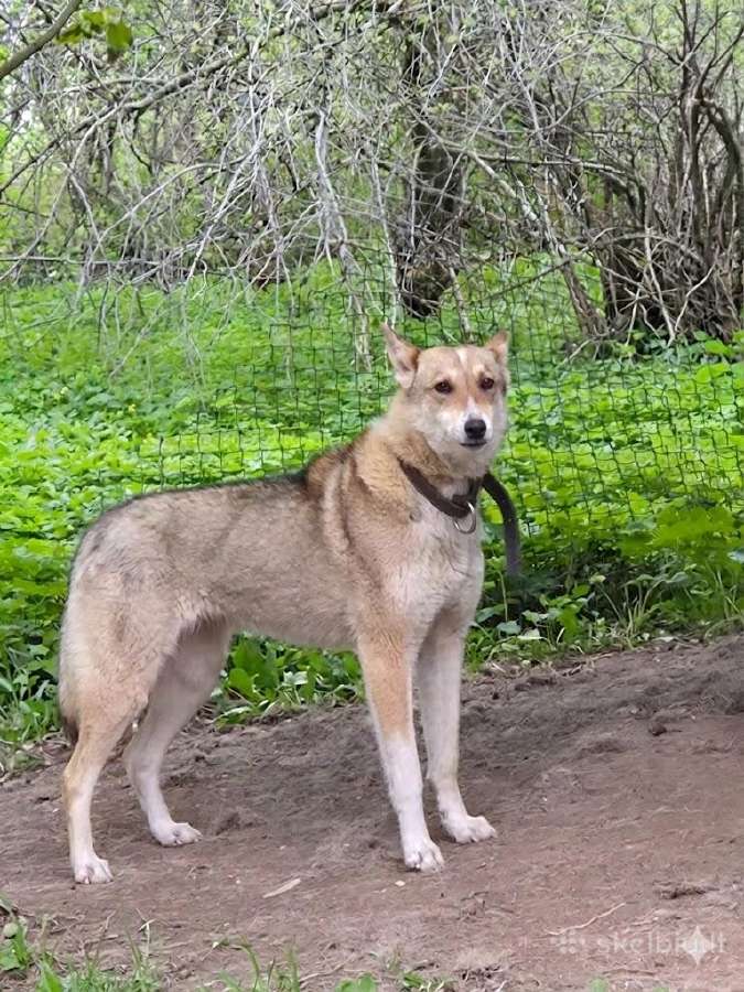 Parduodami Vakarų Sibiro laikos šunys