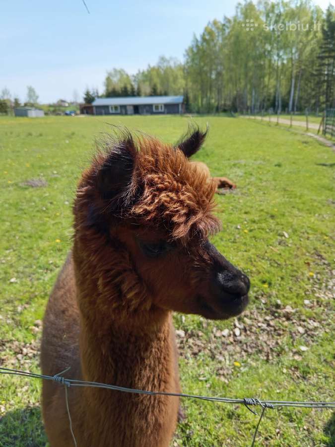 Alpaka