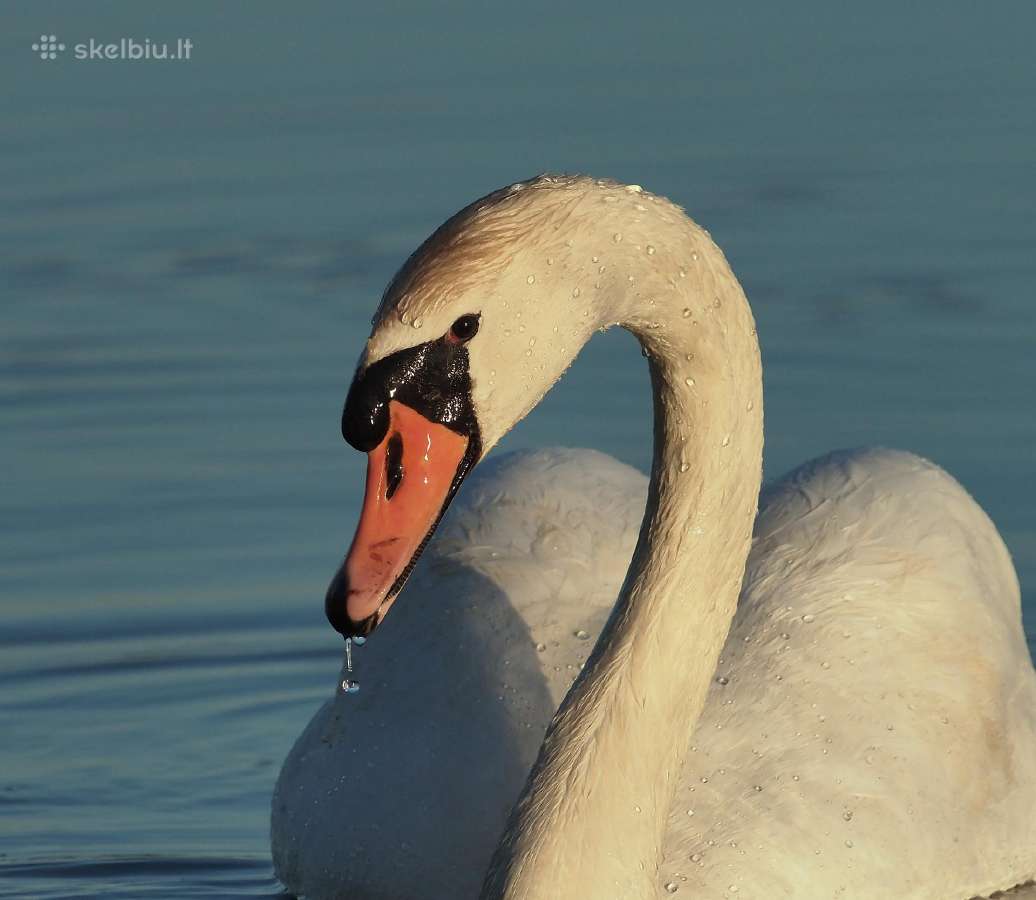 Canon fd 500mm. 1:4,5 L - nuotraukos Nr. 6