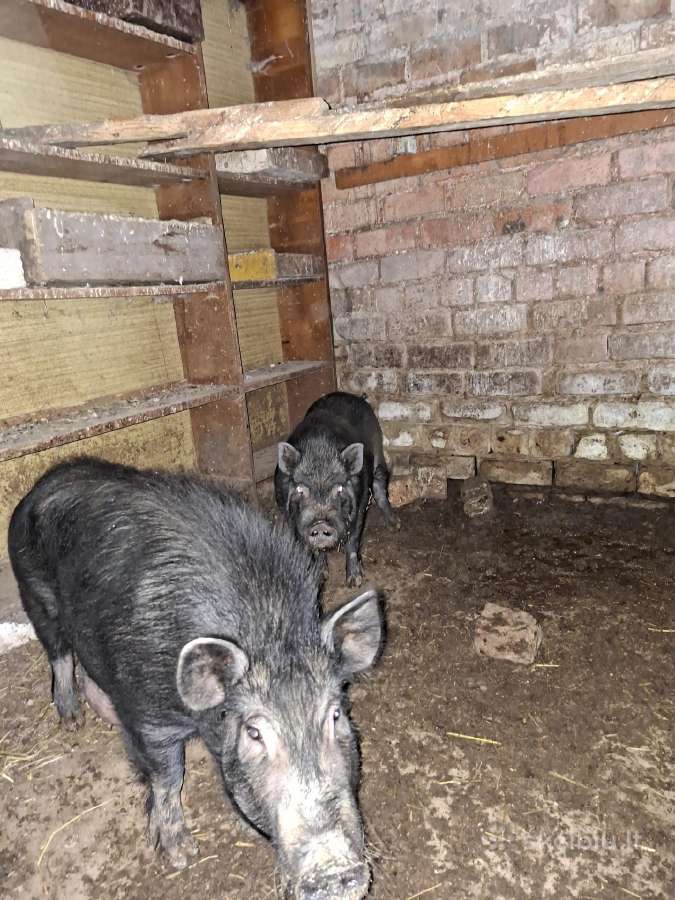Parduodu Vietnamo kiaulių porele