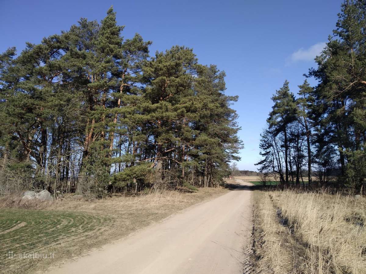 Parduodamas miškas