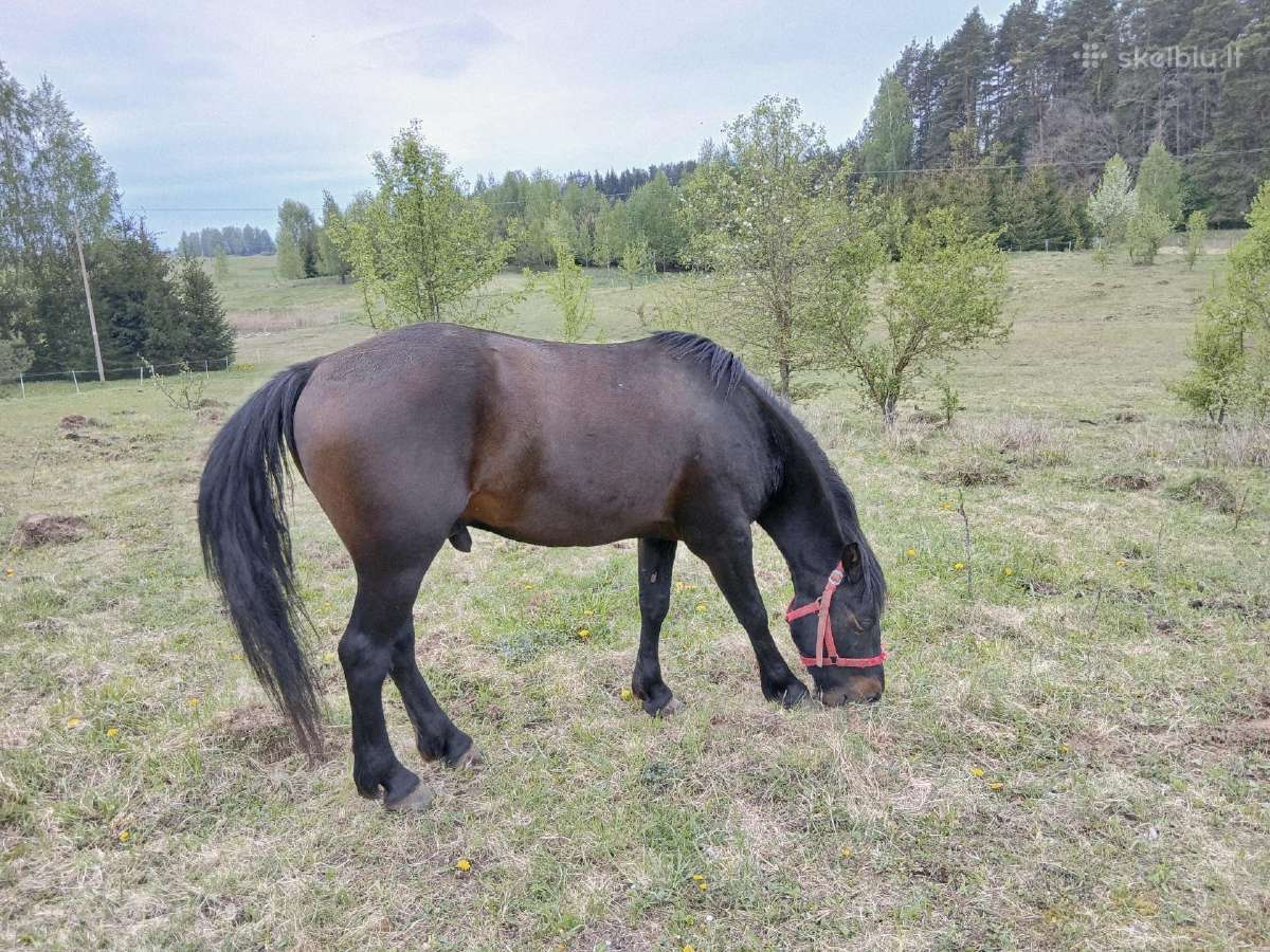 Parduodamas žemaitukas sportui - nuotraukos Nr. 2