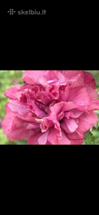 Kinrožė ‘Hibiscus syriacus ‘Duc de Brabant, 90cm