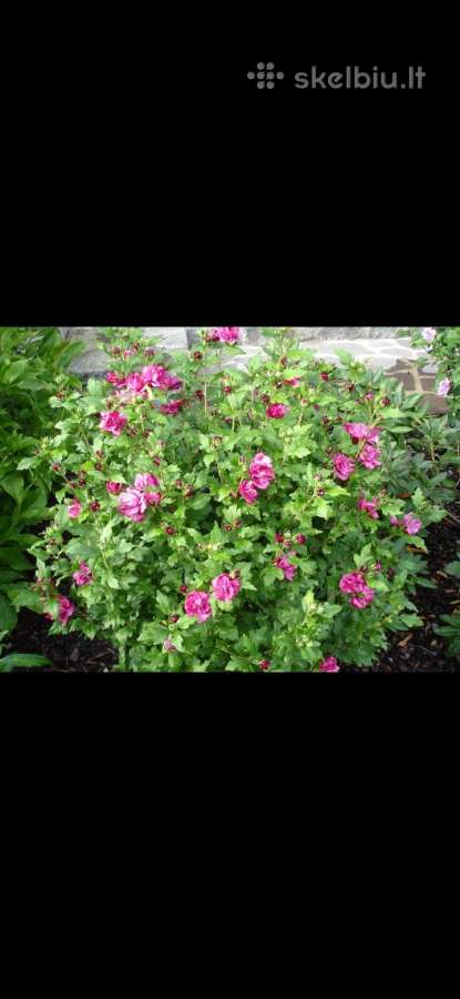 Kinrožė ‘Hibiscus syriacus ‘Duc de Brabant, 90cm - nuotraukos Nr. 2