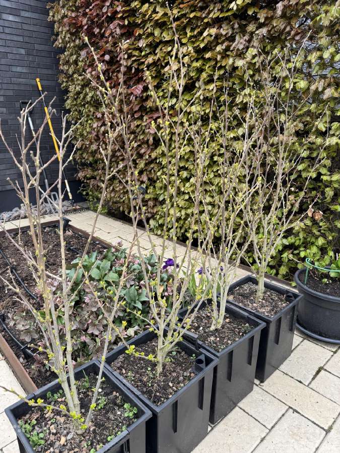 Kinrožė ‘Hibiscus syriacus ‘Duc de Brabant, 90cm - nuotraukos Nr. 3