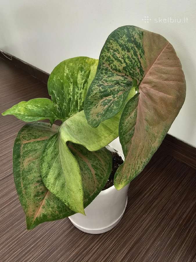 Syngonium pink flecked
