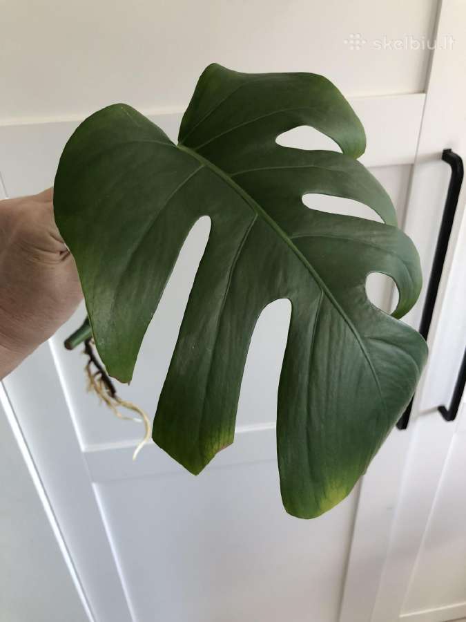 Monstera