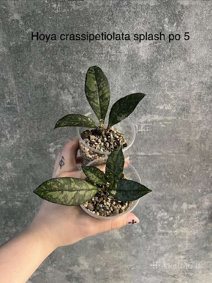 Kambariniai augalai reti ir nereti