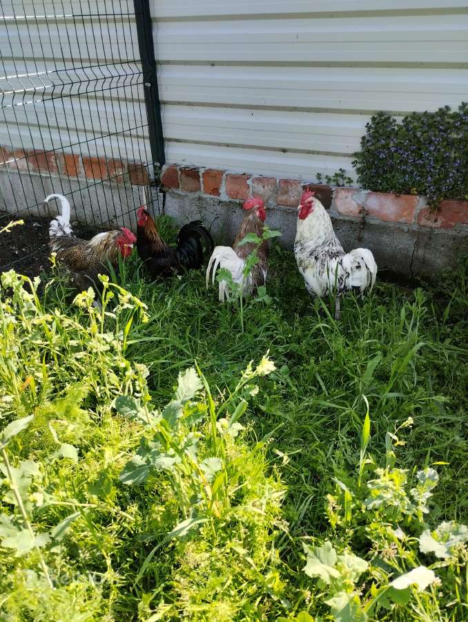 Ančiukai viščiukai kiauš perinimui - nuotraukos Nr. 14