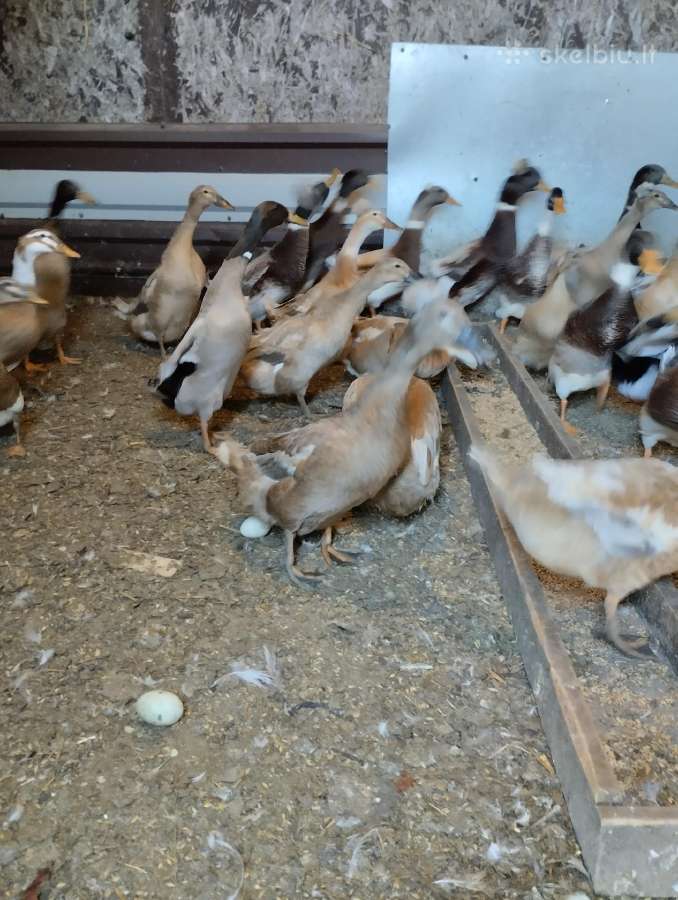 Ančiukai viščiukai kiauš perinimui - nuotraukos Nr. 12