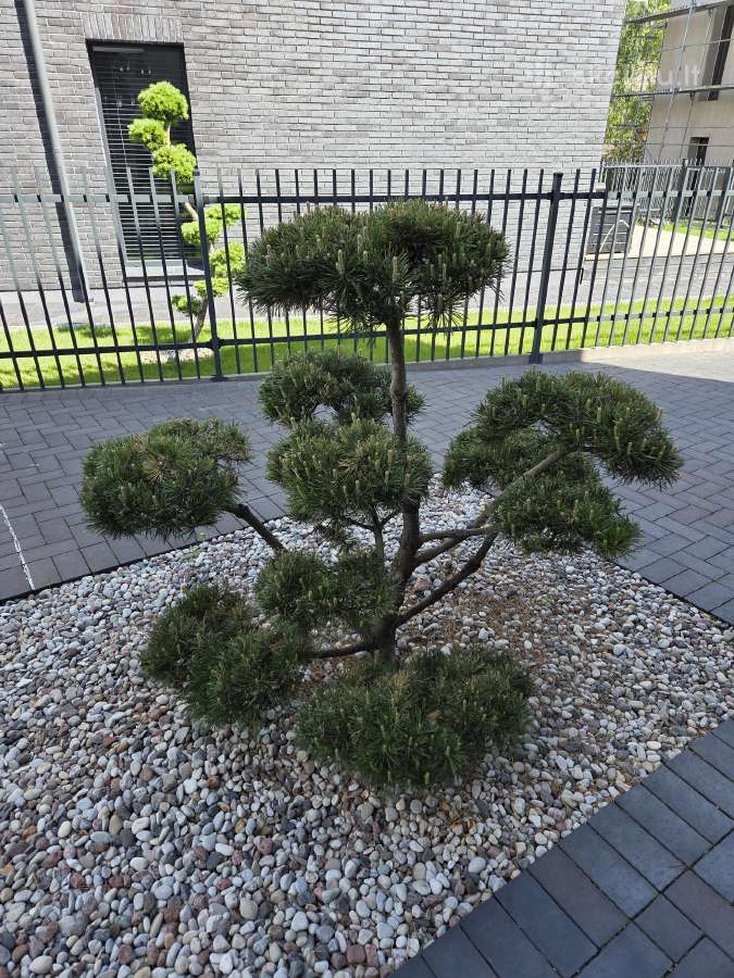 Bonsai Formuota Pušis- vertė 2000 Eur
