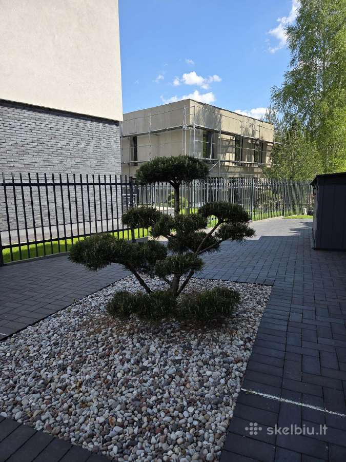 Bonsai Formuota Pušis- vertė 2000 Eur - nuotraukos Nr. 2