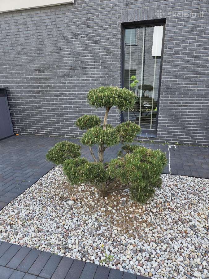 Bonsai Formuota Pušis- vertė 2000 Eur - nuotraukos Nr. 3