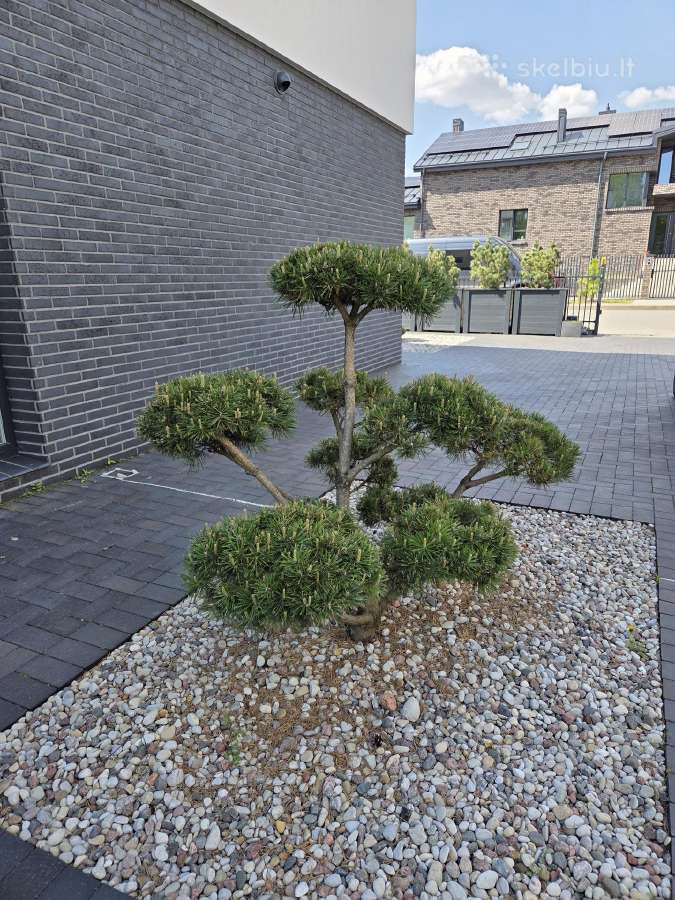 Bonsai Formuota Pušis- vertė 2000 Eur - nuotraukos Nr. 4