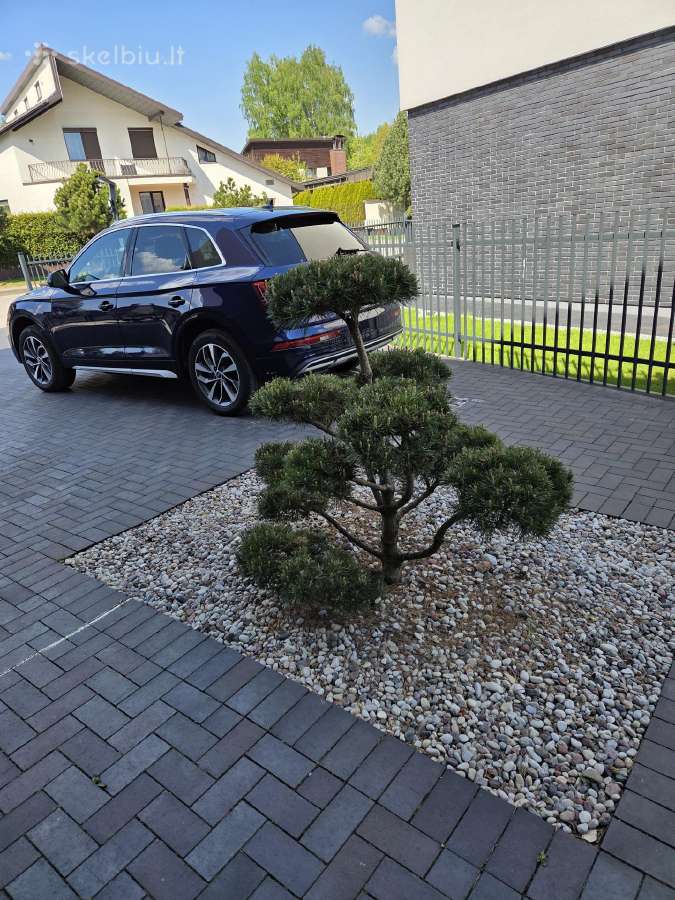 Bonsai Formuota Pušis- vertė 2000 Eur - nuotraukos Nr. 5