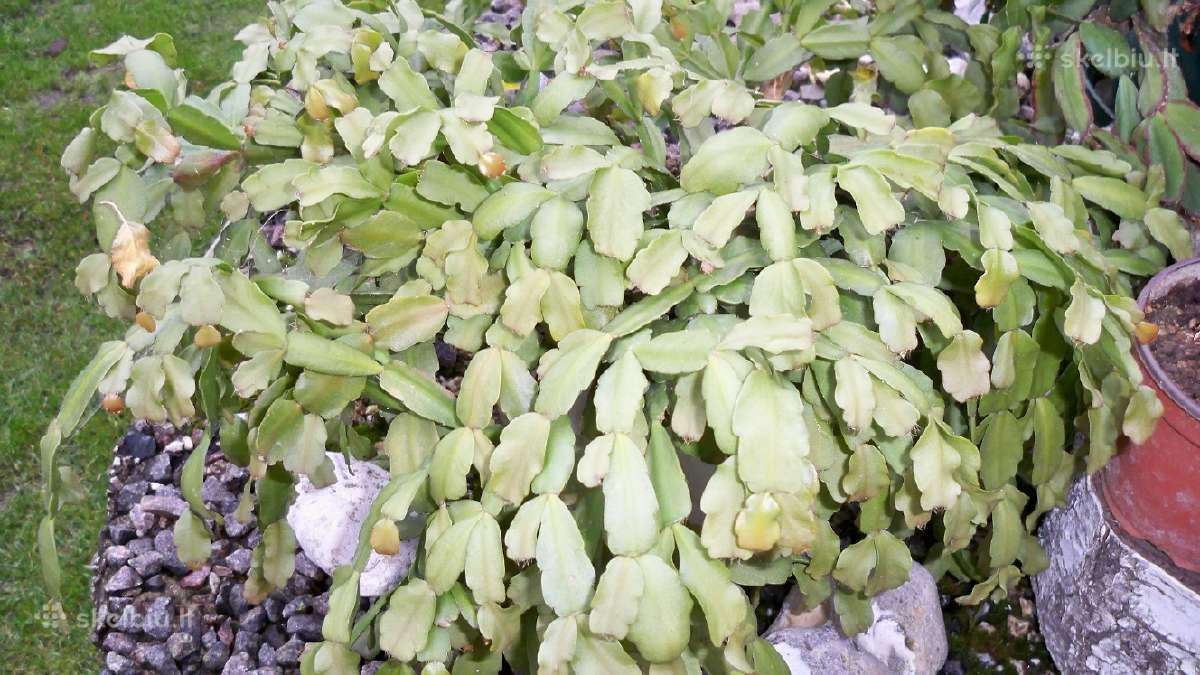 Įvairūs kaktusai ir stambiažiedė stapelija - nuotraukos Nr. 8