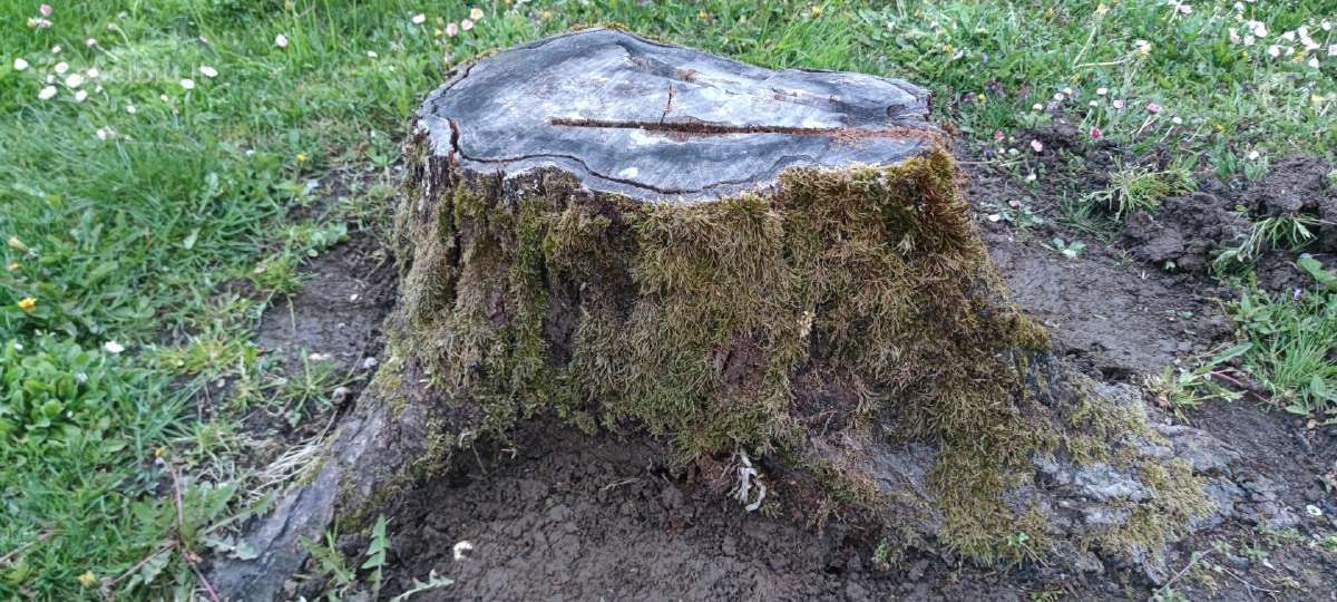 Šakų smulkintuvas kelmų freza - nuotraukos Nr. 5