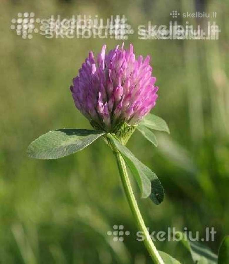 Dobilai, liucerna, motiejukai, svidre, eraicinai