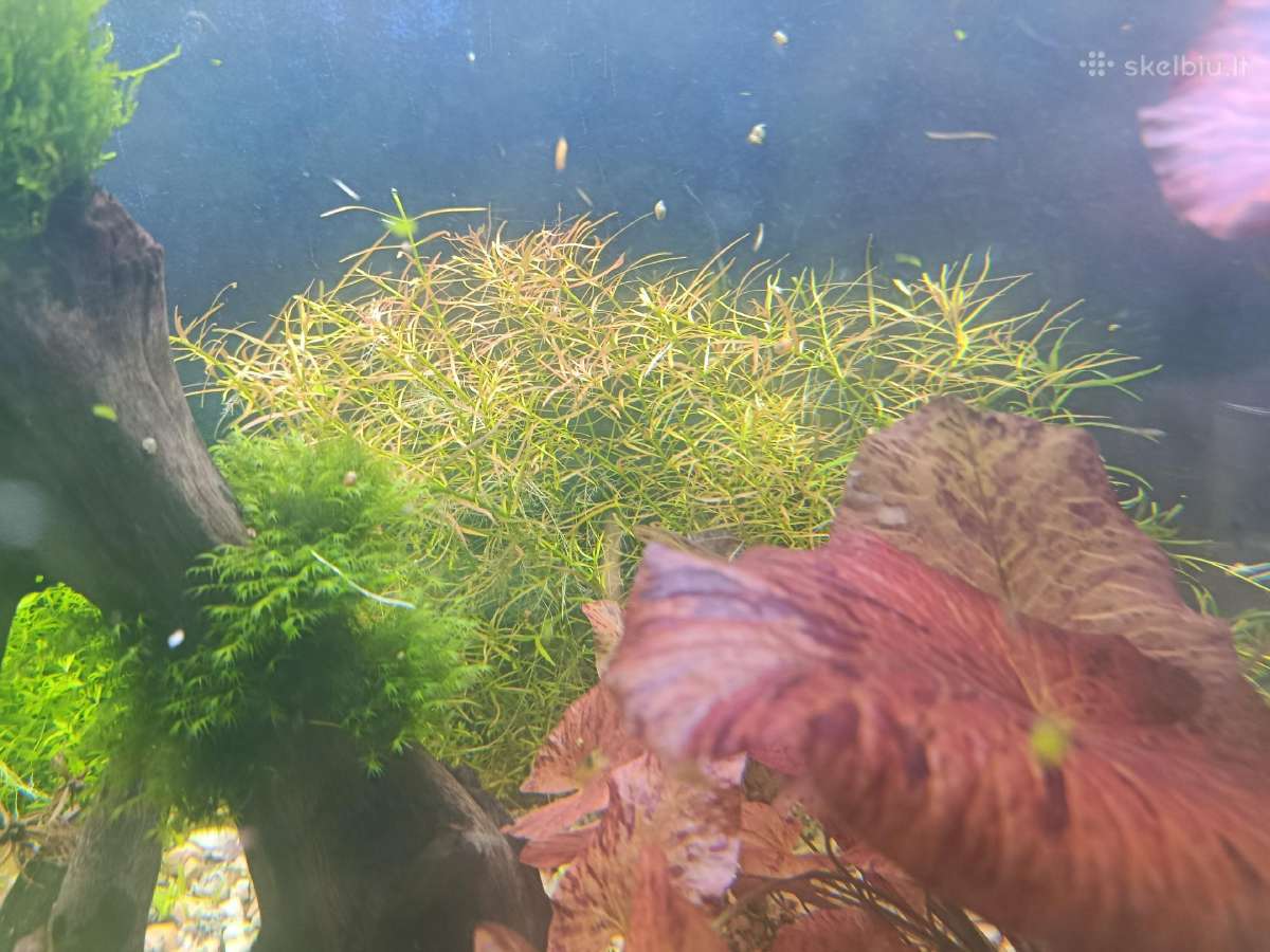 Ludwigia Arcuata