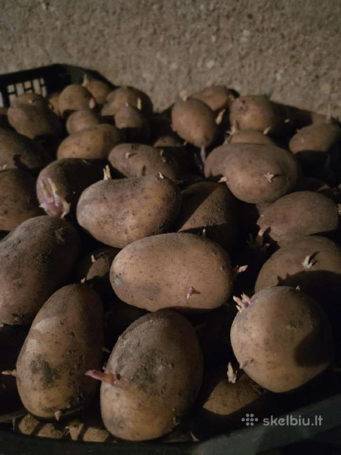 Ekologiškos bulvės