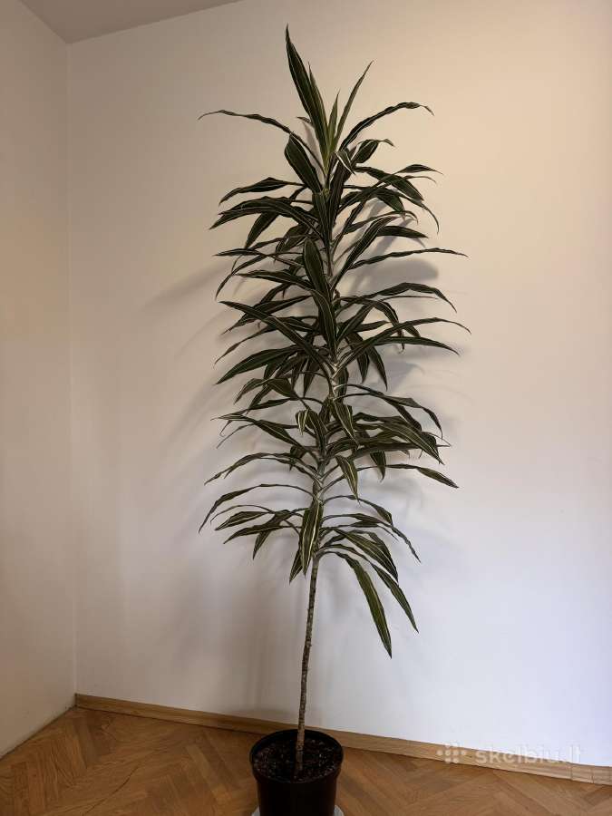 Dracena
